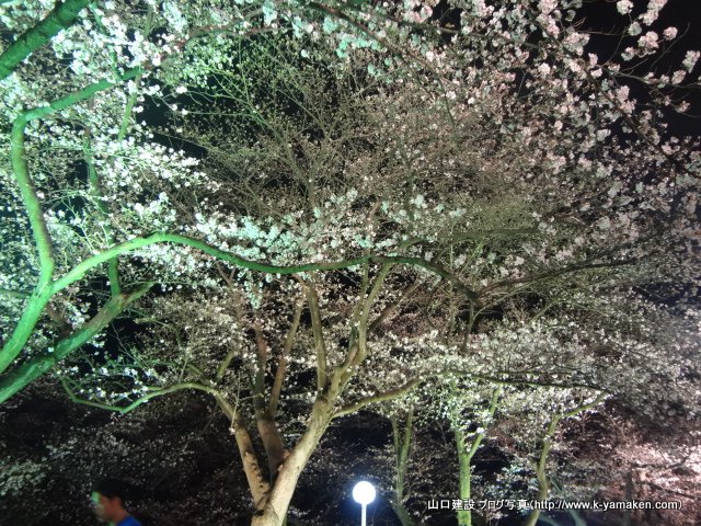 お花見をしました。