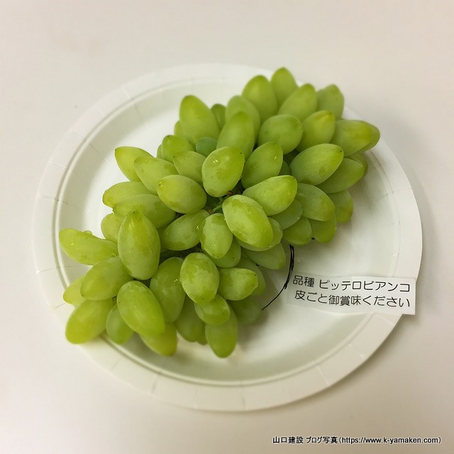 ピッテロビアンコという珍しいぶどうをお客様から頂きました ピッテロビアンコという珍しいぶどうをお客様から頂きました