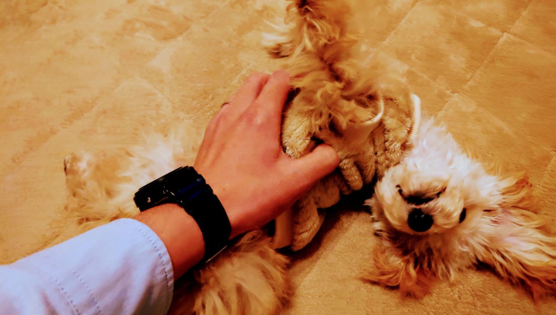 我が家に家族が増えました。