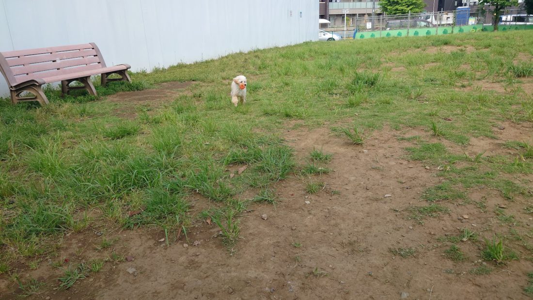 ドッグランで、走り回る我が家の愛犬