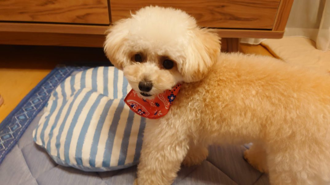 我が家の愛犬が1歳を迎えました。
